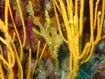 Pipe Fish Camouflage