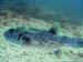 Bluespotted Pufferfish