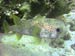 Common Porcupinefish