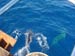 Dolphins seen from a dive boat