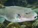 Giant Pufferfish