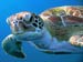 Green Turtle