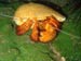 Hermit Crab
