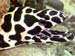 Honeycomb Moray Eel