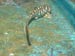 Leopard Shark