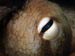 Octopus Eye