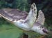 Olive Ridley Turtle