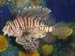 Pacific Lionfish