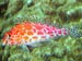 Spotted Hawkfish