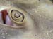 Stingray Eye