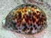 Tiger Cowry