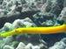 Trumpetfish