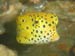 Yellow Spotted Boxfish