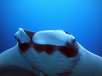 Koh Bon - manta ray